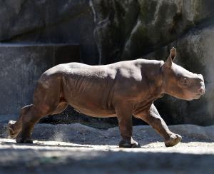 California auctioneer charged with smuggling endangered rhino horns