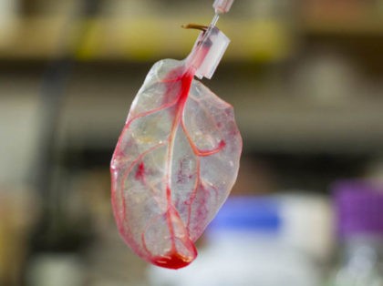 A spinach leaf turned into heart tissue by researchers at WPI