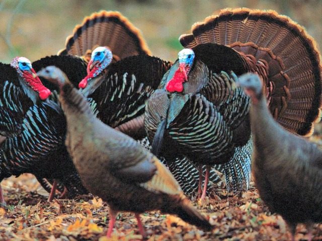 Spring Wild Turkeys AP PhotoThe Gazette, David Lee Hartlage