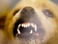 A vicious dog snarls and growls in the Decatur Animal Shelter in Decatur, Ala. October 16, 2008. The dog is a mix that is part Chow and is considered a dangerous animal. (AP Photo/The Decatur Daily, Gary Cosby Jr.)