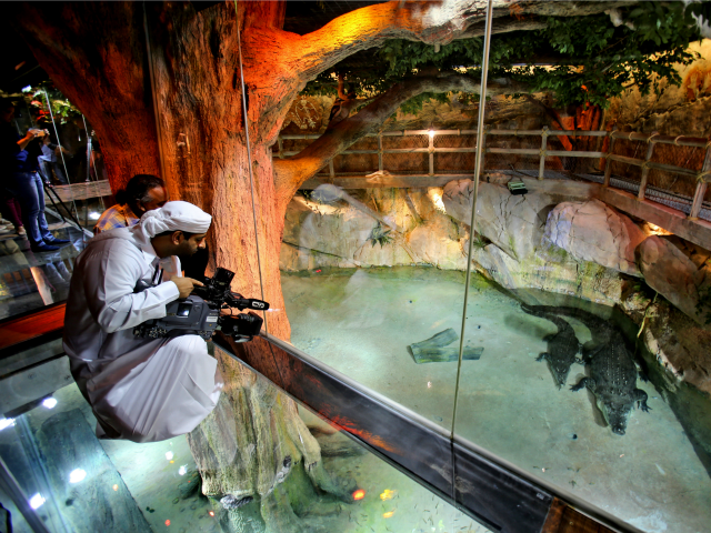 An Emirati cameraman films "King Croc," a saltwater crocodile and his female companion of 20 years now residing in a special enclosure at Dubai Aquarium & Underwater Zoo, in Dubai, United Arab Emirates, Tuesday, June 17, 2014. At about five meters long (16 feet) and weighing over 750 kilograms (1653 …