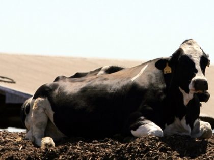FILE - In this Aug. 1, 2005 file photo a pair of Holstein dairy cows are seen in San Joaqu