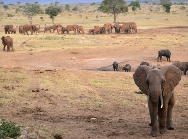 Researchers fitted the elephants' trunks with movement trackers, similar to personal fitne