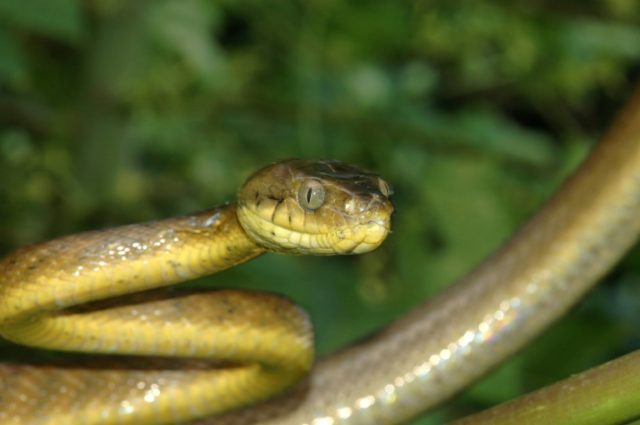 The venomous brown treesnake can grow up to three metres in length