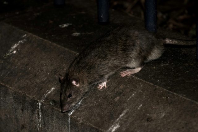 Paris Mayor Anne Hidalgo said the city would buy new traps for the rats and surround some