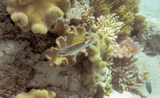 Last year, the 2015-16 El Nino helped kill off two-thirds of shallow-water corals in the n