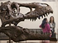 New idea shakes up dinosaur family tree for T. Rex and pals Photo The Associated Press