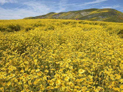 CA-superbloom-April-5-Getty