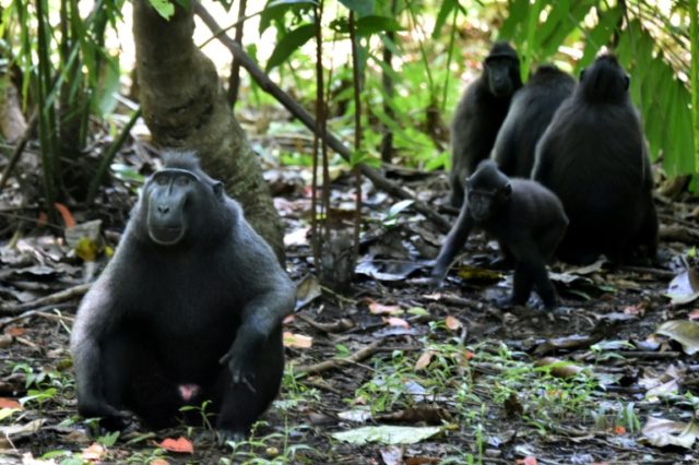 Indonesia s selfie Monkey Threatened By Hunger For Its Meat Breitbart