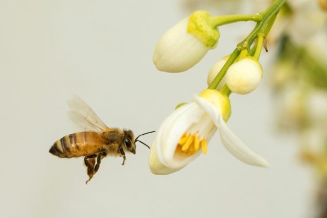 Research shows that the eyesight of bees is 30% better than previously thought, on top of
