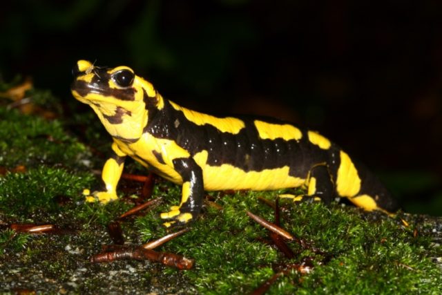 Fire salamanders, like the one pictured here, are highly vulnerable to a new virulent fung