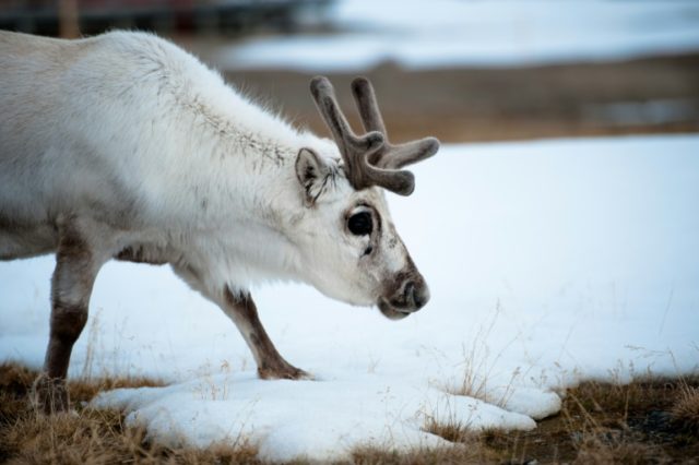 Rising winter temperatures in Norway's Lapland are a threat to reindeer