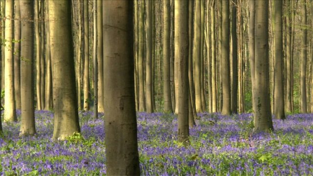 Thousands of bluebells blanket Belgium’s fairytale forest