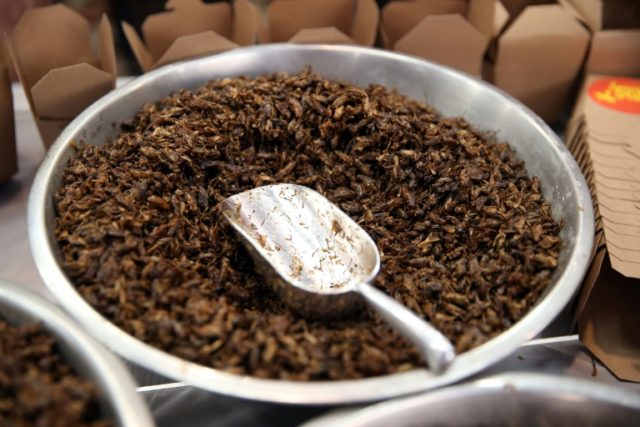 Fried crickets, roasted cockroach, honey-flavoured ants, mealworm and chocolate coated pop