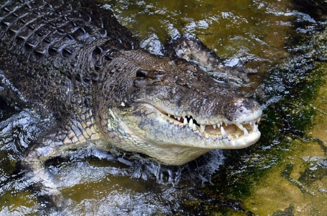 A man who accidently bumped into a crocodile while snorkeling in northern Australia escape