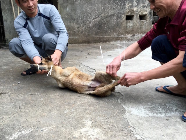 Yulin Dog Meat Festival, China