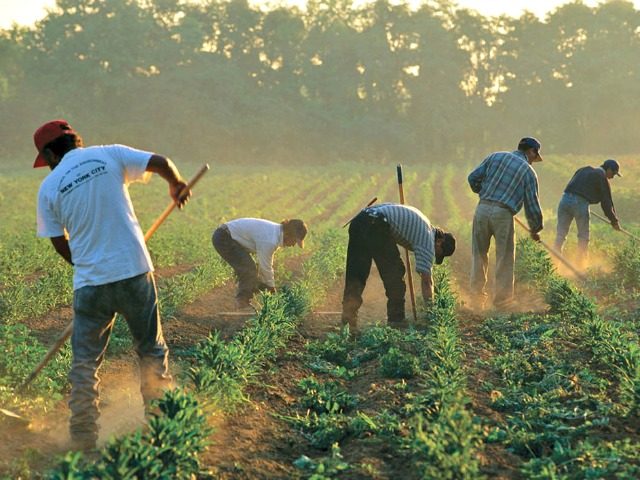 Illegal Migrant Workers-Getty