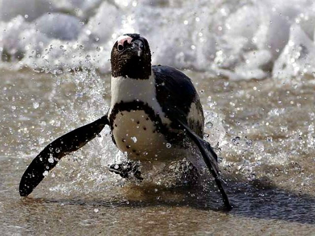 Penguin, Ocean, Climate Change-AP