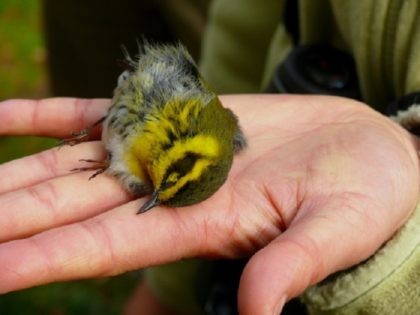 Townsends warbler