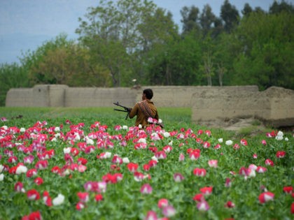 TOPSHOT - An Afghan security personnel stands guard as others destroy an illegal poppy crop in the Surkh Rod district of eastern Nangarhar province on April 5, 2017. / AFP PHOTO / NOORULLAH SHIRZADA (Photo credit should read NOORULLAH SHIRZADA/AFP/Getty Images)