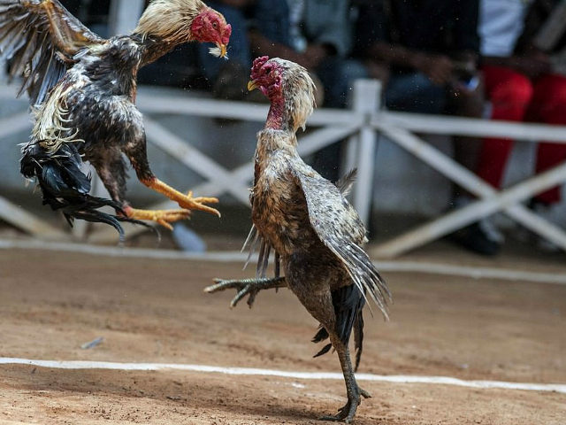 ANTANANARIVO, MADAGASCAR - DECEMBER 06: Gamecocks fight at a cockpit as their owners and the public make bets in Antananarivo, Madagascar on December 06, 2014. Cockfight is a blood sport between two roosters which are specially bred birds, conditioned for increased stamina and strength. Cock fighting in Madagascar dates back …