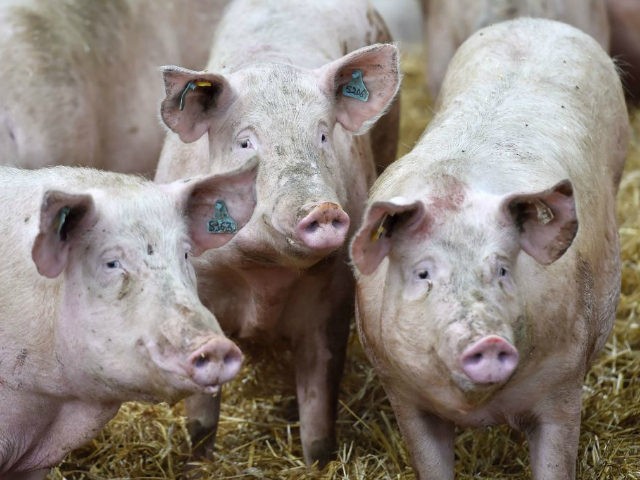 A picture taken on March 30, 2017 in Pordic, western France, shows pigs at a farm. / AFP PHOTO / LOIC VENANCE (Photo credit should read LOIC VENANCE/AFP/Getty Images)