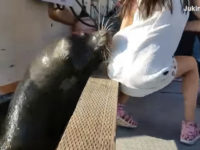sea-lion-pulls-girl-underwater-screenshot VIDEO: Sea Lion Pulls Girl from Pier, Drags Her Underwater