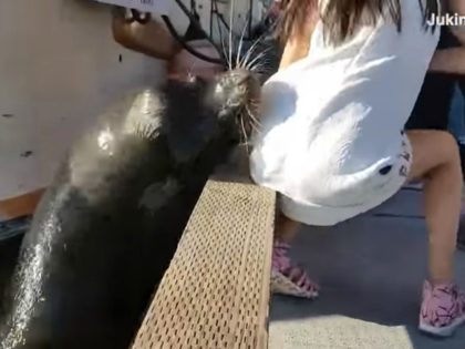 VIDEO: Sea Lion Pulls Girl from Pier, Drags Her Underwater
