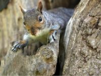 squirrel-tree-getty Matt Cardy/Getty Images