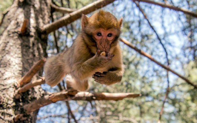 The only specias of macaque outside Asia, the Barbary macaque lives on leaves and fruits a