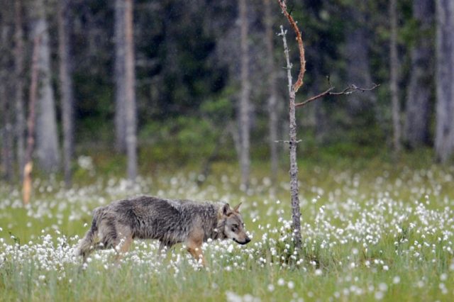 While just recently returning to Denmark, wolves are found in other Nordic countries