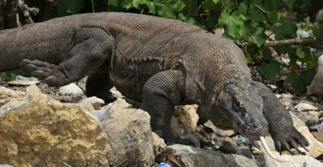 A Singaporean tourist who was trying to photograph a komodo dragon feasting on a goat has