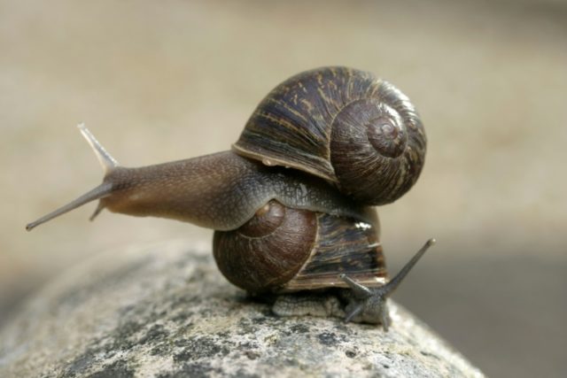 Jeremy the 'lefty' snail, has a shell whose spirals turn in an anti-clockwise direction, m