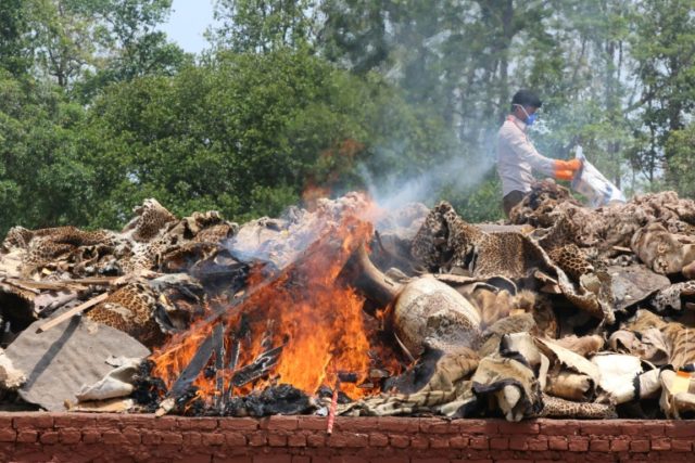 A Nepali park worker burns wildlife parts seized from poachers at Chitwan National Park on
