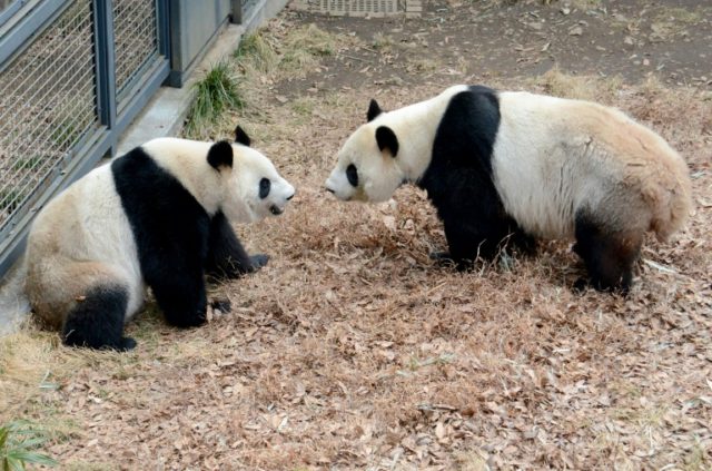 Female giant panda Shin Shin (L) and male giant panda Ri Ri (R) at the Ueno Zoo in Tokyo m