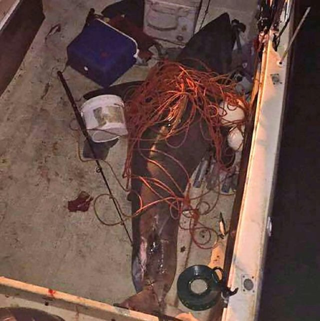 A 2.7 metre (8.8 feet) great white shark, which leapt into the boat of fisherman Terry Sel