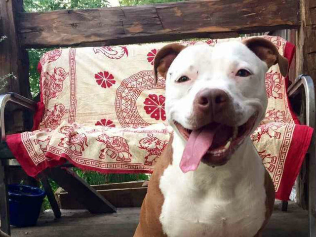 This adorable pit bull just got elected Mayor of Rabbit Hash, Kentucky! http://ow.ly/13xz3