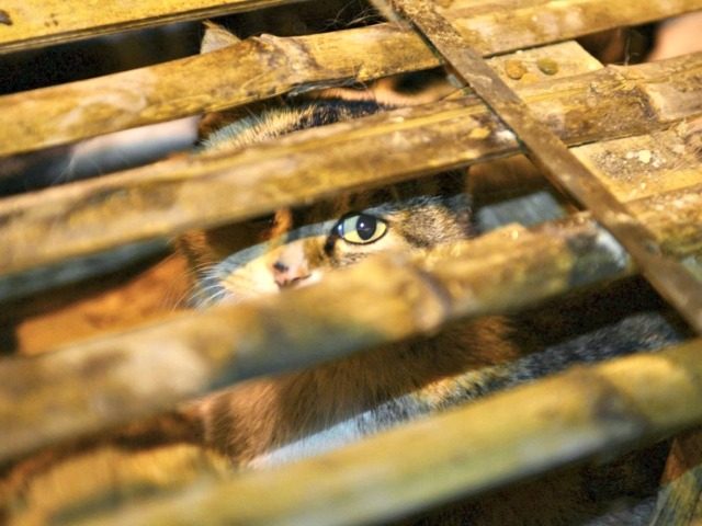 cat in cage Reuters via China Daily