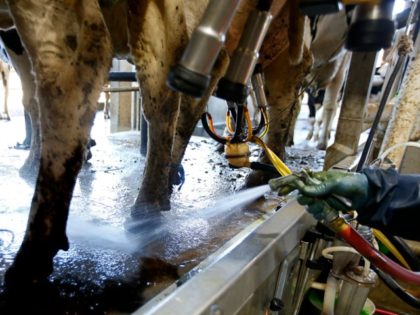 milking cows