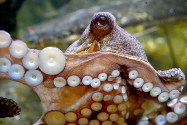 Researchers found the octopus' impressive suction power was thanks to small balls inside t