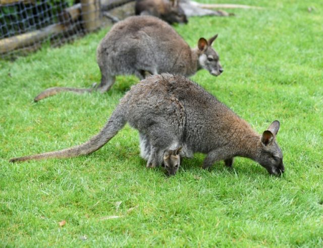 This April 2016 file picture shows wallabies similar to the stray one lassoed by a local i