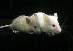 Compound may improve balance, coordination in mice with Parkinson's