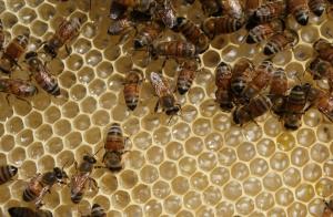 Pesticides pose deadly threat to bees, new studies confirm