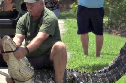 Screen Shot Alligator, Florida