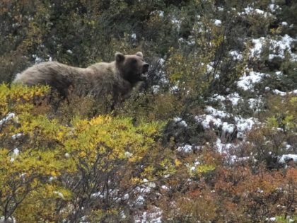 In this Aug. 31, 2015 file photo, a grizzly bear looks up from foraging in Denali National