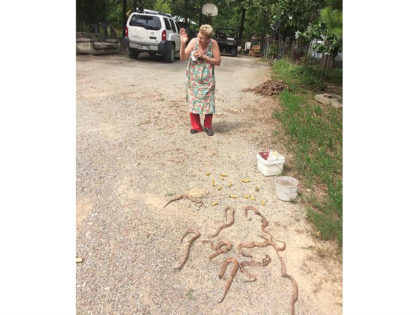 Elderly Woman Armed with Shotgun, Shovel, and Rake Kills Multiple Snakes