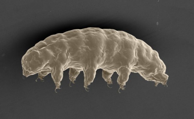 A scanning electron microscope image of the hydrated tardigrade or 'water bear' (Ramazzott