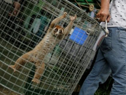 Indonesian authorities have detained an alleged wildlife trafficker and seized nine protected slow lorises, like the one shown being rescued in Aceh in 2015, and a wreathed hornbill