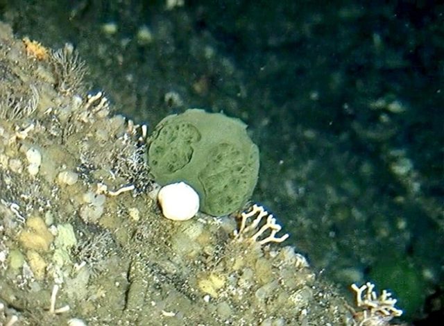 A small green sponge, photographed by an ROV camera, seen in the waters off the coast of A