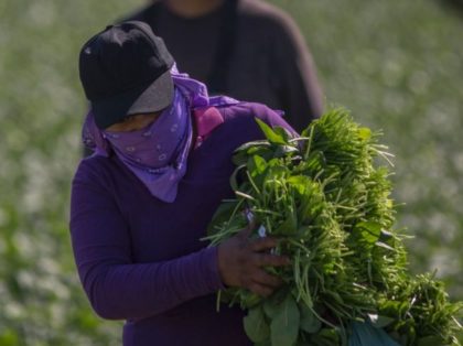 Immigrant farm workers harvest spinach field as US President Donald Trump takes steps to drastically increase deportations on February 24, 2017 near Coachella, California.